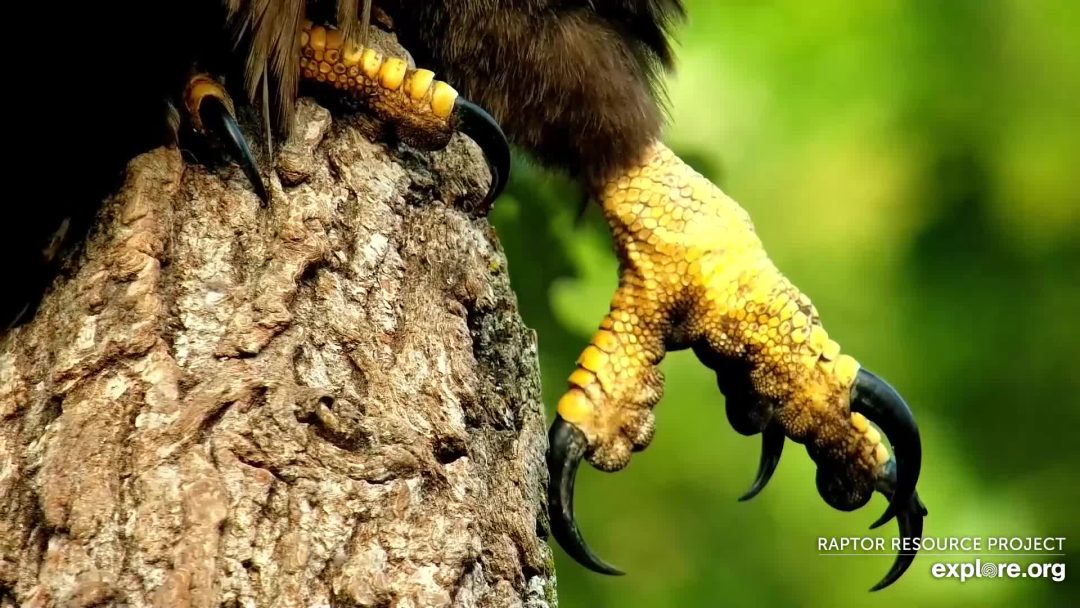 July 3, 2022: Foot and talon detail. I love how we can see the spicules - the tiny projections on the bottom of their feet - that help them grasp prey.