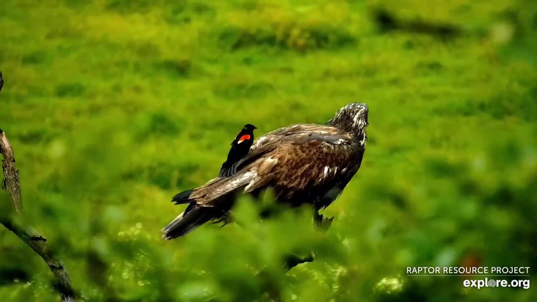 July 4, 2022: A Red-Winged Blackbird dives and sits on DN16