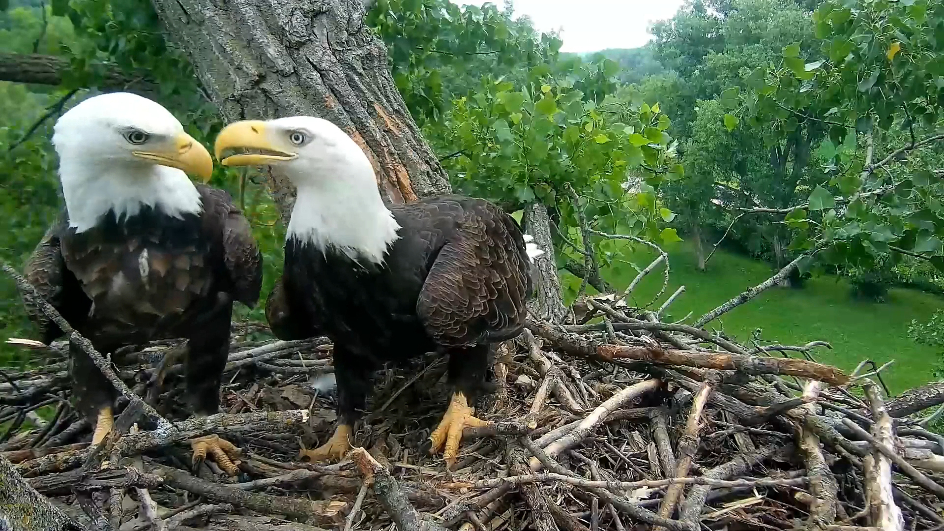 July 5, 2022: HD (Hatchery Dad) and HM (Hatchery Mom discuss nestorations at N1!