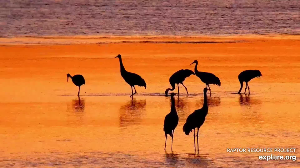 July 26, 2022: The river flows russet and lavender as sandhill cranes greet the morning sun