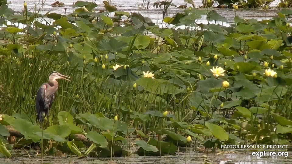 July 25, 2022: A Great Blue Heron and water lilies.