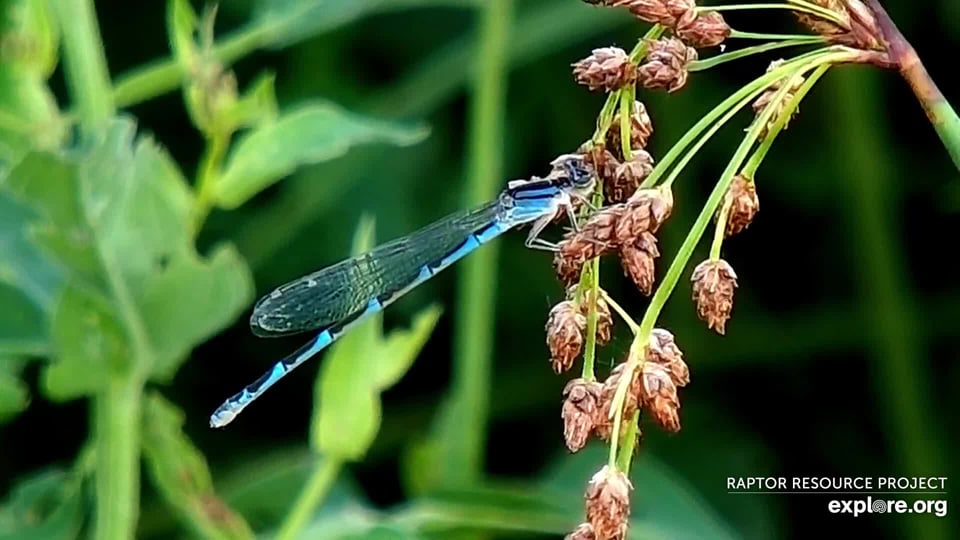 July 26, 2022: A bluet on the Flyway.