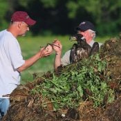 Bob Anderson (right) and David Lynch (left) rescuing fledgling eagle Four from the Decorah compost yard in 2014.