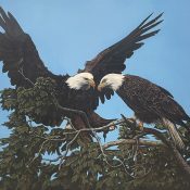 This stunning print is based on a photograph of Mom and Dad in the maple tree taken by RRP Board member and photographer David Lynch on July 1, 2015 8:45AM at the Decorah Fish Hatchery. Decorah artist Norma Wangsness used this photograph to paint a beautiful, detailed memento of two beloved eagles in a treasured place.