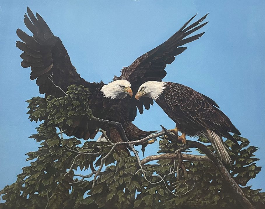 This stunning print is based on a photograph of Mom and Dad in the maple tree taken by RRP Board member and photographer David Lynch on July 1, 2015 8:45AM at the Decorah Fish Hatchery. Decorah artist Norma Wangsness used this photograph to paint a beautiful, detailed memento of two beloved eagles in a treasured place.