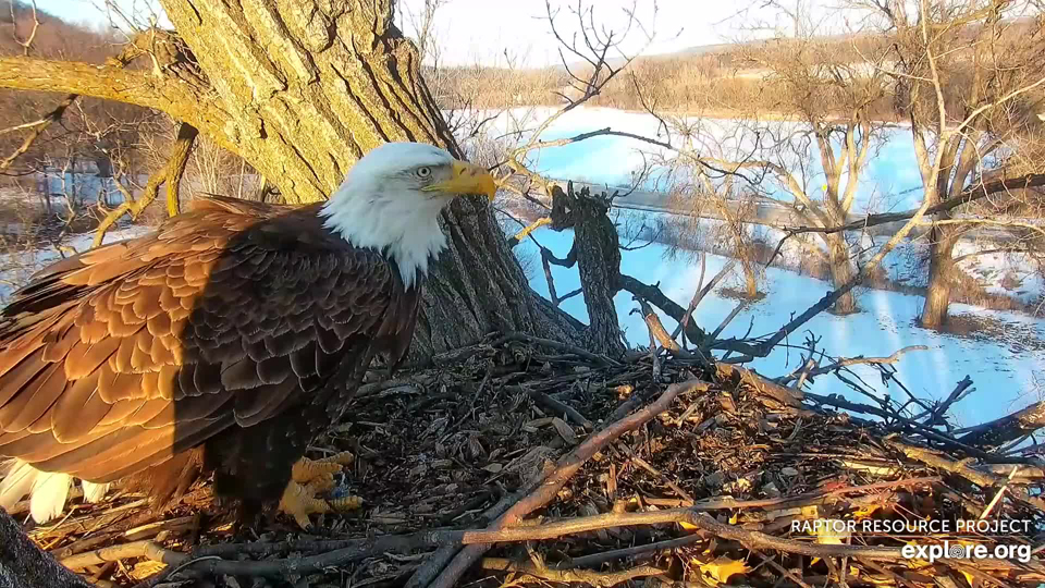 February 14, 2022: Mom at N1. The camera clearly captures her unique markings.