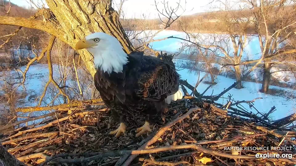 February 14, 2022: DM2? Given Mom's presence, I think it is. But his markings look a little different to me. Eagle ID can be challenging!