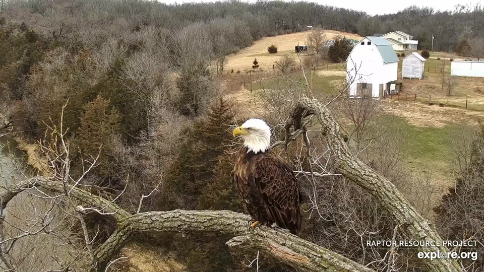 March 24, 2022: New eagle or Mom? The markings don't look like Mom or DM2 to me.