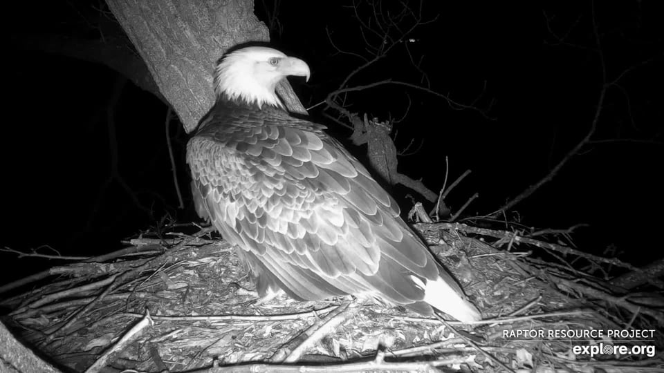 March 31, 2022: A new eagle at N1.