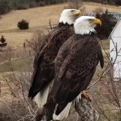March 31, 2022: A nice look at the new eagle couple.