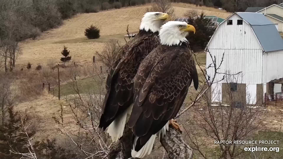 March 31, 2022: A nice look at the new eagle couple.