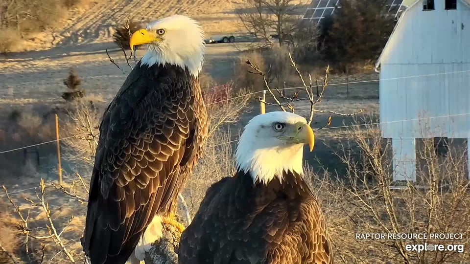 April 1, 2022: April 10, 2022: A new pair of eagles in a deeply treasured place. Will they stay?