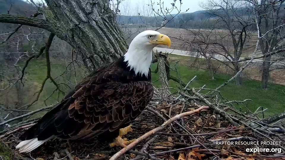 April 29, 2022: The new new eagles have adopted N1 and are working on the nest.