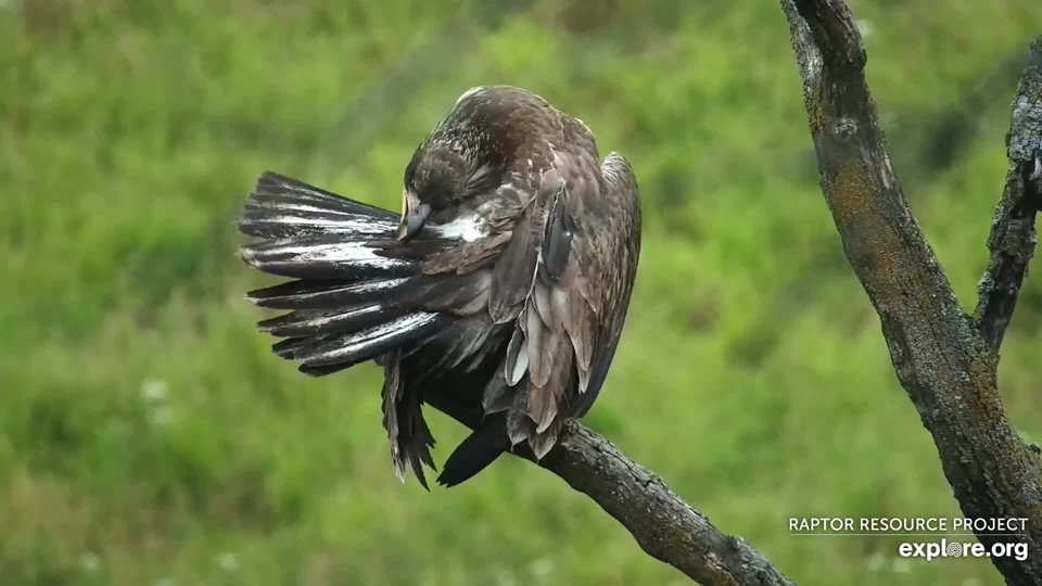 July 31, 2022: An eaglet preens near the north nest. I believe this is DN16, but I don't quite have her tail markings down.