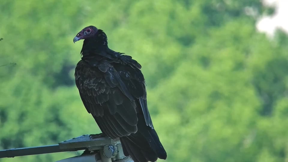 August 1, 2022: Turkey vultures at GSB!