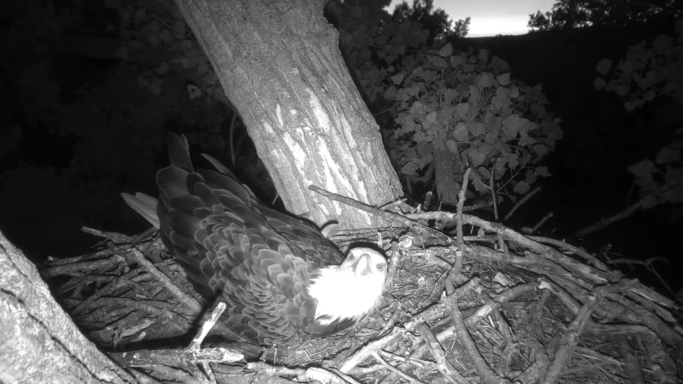 August 1, 2022: HD does a little nest testing. If the sticks aren't right, the nest isn't right!