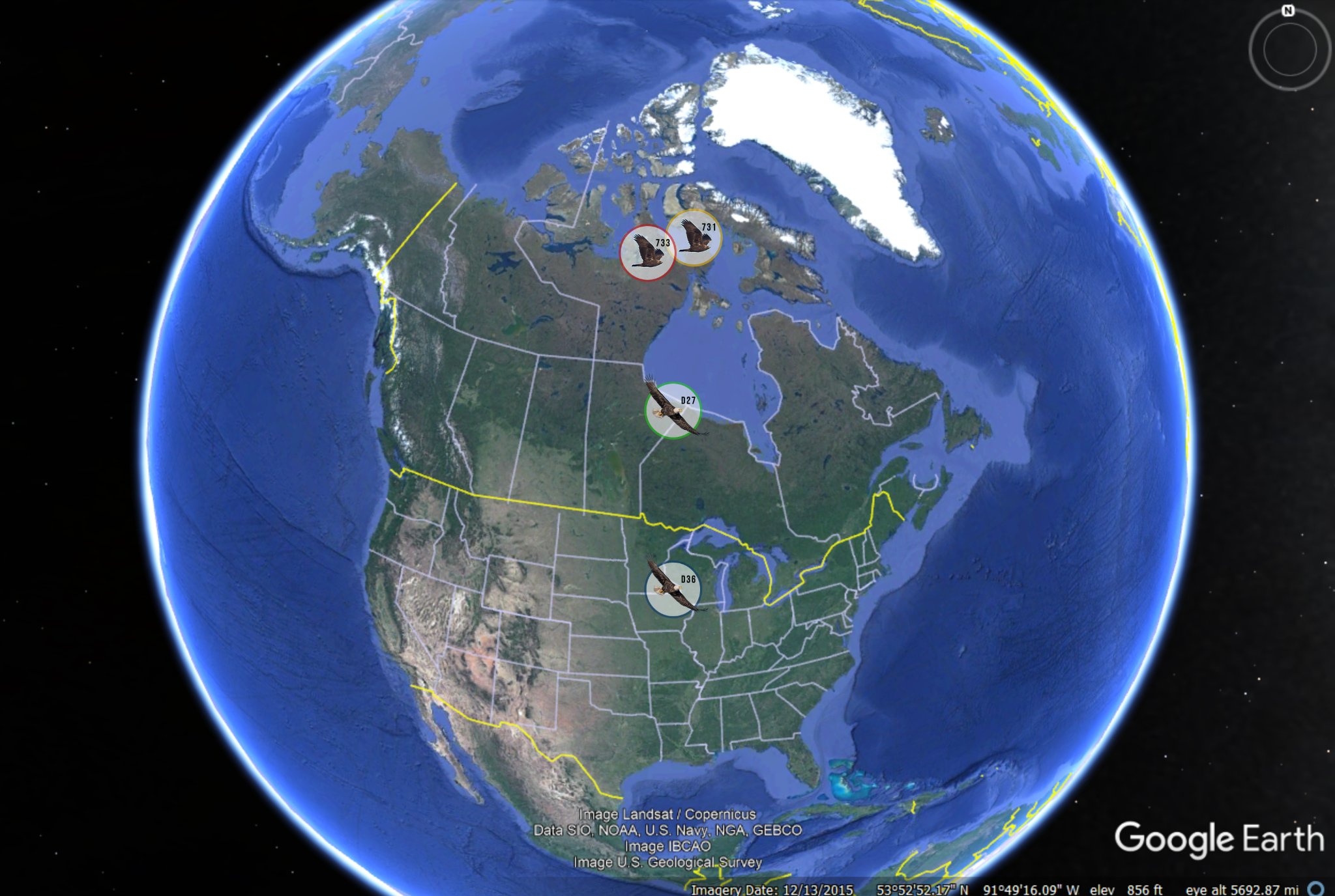 The eagles: Bald Eagle D36, a two-year old eagle from Decorah, is in NE Iowa. Bald Eagle D27, a five-year old eagle from Decorah, is in NW Ontario, up along the Ontario/Manitoba border. Golden Eagles 731 and 733, both captured north of La Crosse in Wisconsin's Driftless area, are up in the Southern Arctic Ecozone of Nunavut.