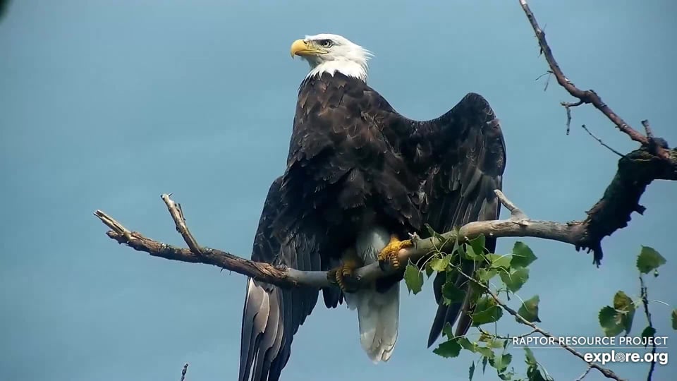 August 12, 2022: HD at N1! The bare branch is a favorite perch - it puts him out in the wind and sun, allows for easy landings and takeoffs, and lets him see everything around him.