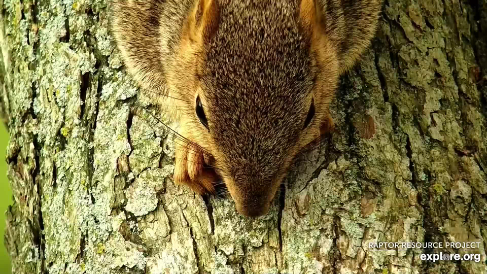 August 18, 2022: A fox squirrel at the North nest.
