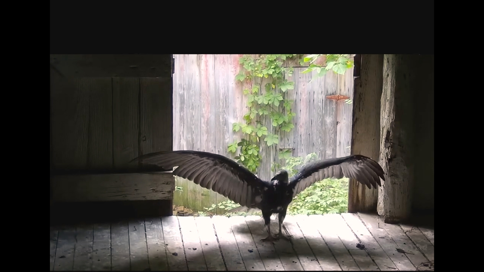 August 8, 2022: This proud juvenile turkey vulture just flew from the windowsill to the doorway entrance.
