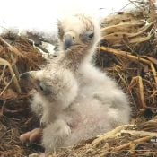 Eaglets DN15 and DN16 at Decorah North, April 2, 2022.