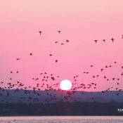 September 9, 2022: Morning on the Flyway
