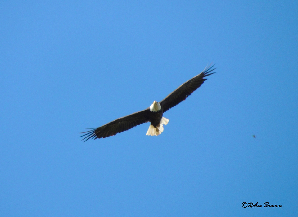 September 25, 2022: One of the new pair of hatchery eagles flying over the area.