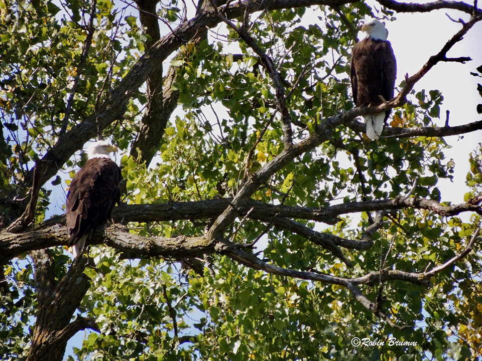 September 25, 2022: The new hatchery pair perched in the tree next to N1. HM (hatchery mom) left, HD (hatchery dad) right.
