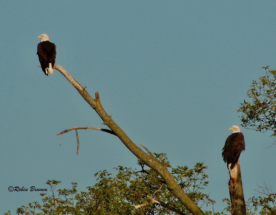 September 25, 2022: DM2 left, Mom right on the old N3 branches