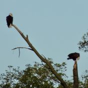 September 25, 2022: DM2 left, Mom right on branches of the N3 fallen tree.