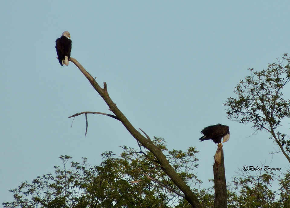 September 25, 2022: DM2 left, Mom right on branches of the N3 fallen tree.