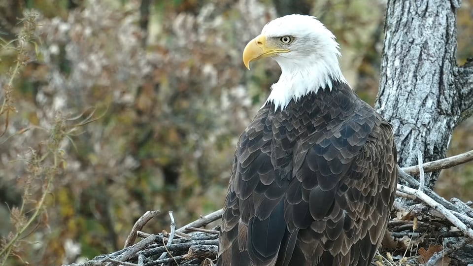 October 9, 2022: DNF at the North nest.