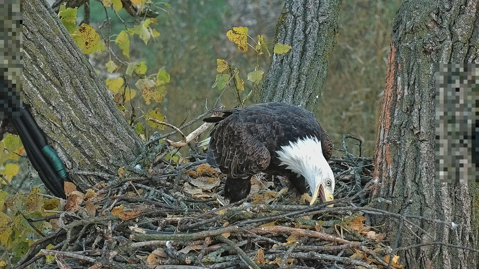 October 10, 2022: HD was very busy with nestorations this morning! We saw stick delivery, stick tango, stick fledging, and nest bowl testing!