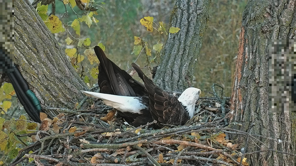 October 10, 2022: HD tests the nest bowl. Both eagles are starting very early. We're curious to see how many sticks they add!