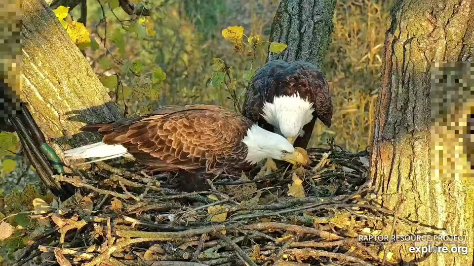 October 10, 2022: Gentle beaking, nibbling, and pecking in N1.