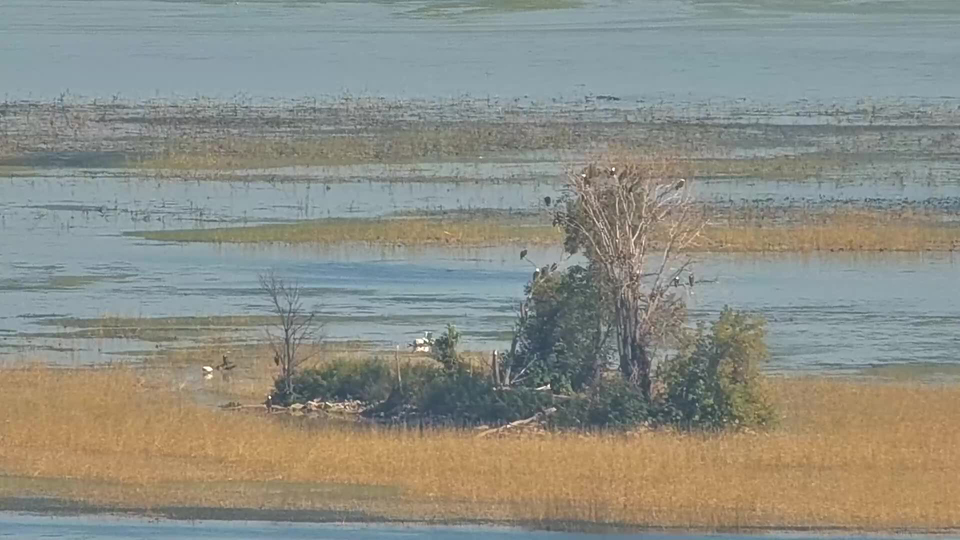 October 10, 2022: Bald Eagles on Eagle Island in Lake Onalaska on the Mississippi River near Great Spirit Bluff.