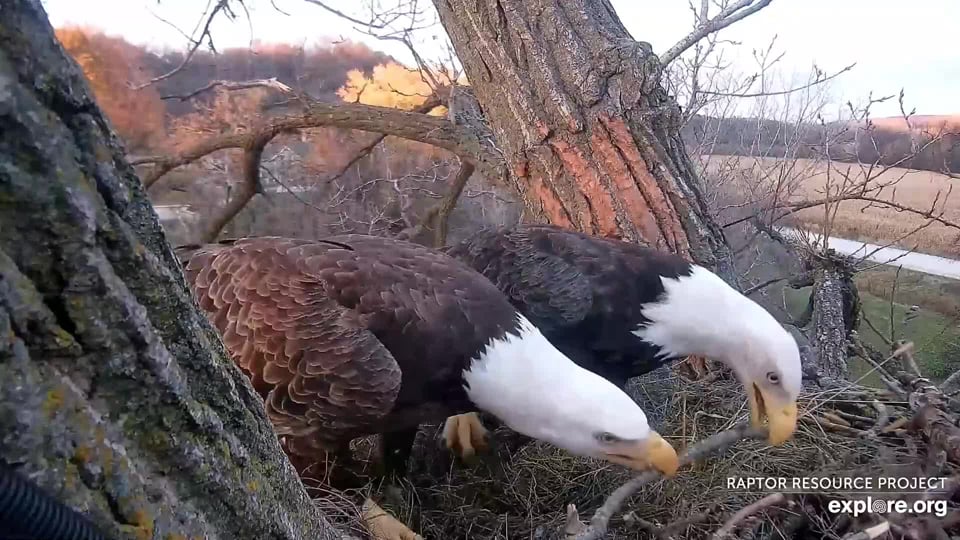 October 25, 2022: HM and HD do the stick tango! He's left - see his smaller beak? - and she's right.