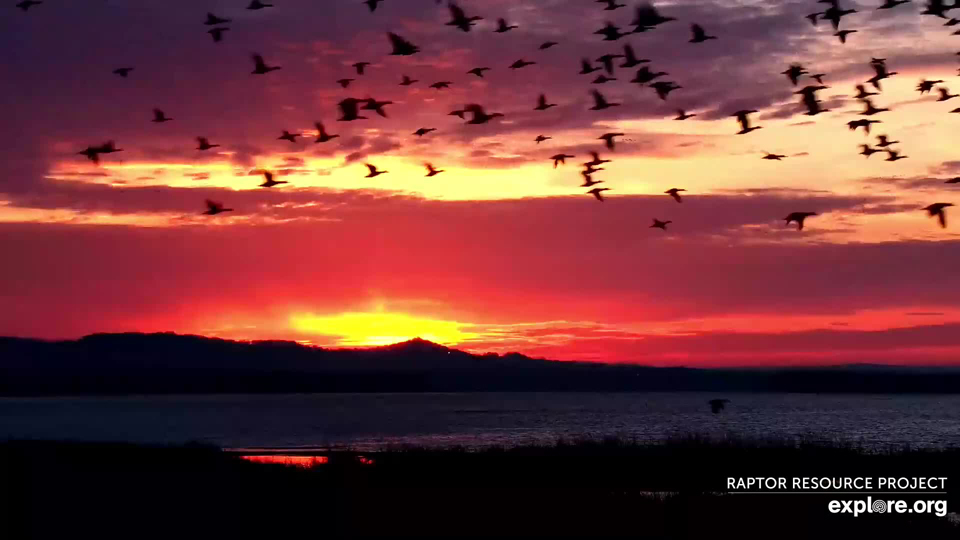 October 27, 2022: A large flight of ducks begins an early morning flight south on the Flyway.