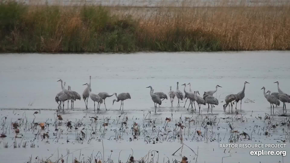 October 13, 2022: Sandhill cranes gathering at the Flyway. Families migrate together in the fall, gathering in large flocks as they roost, feed, compete, dance, display, and lance my heart with their incredible vocalizations.
