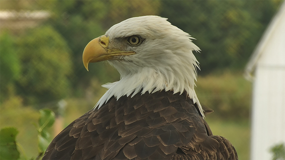 HD. Note the dark marks on his cere, his bold guyliner, and his trim feather collar. Are the cere markings permanent? We don't know. But temporary features can be very helpful for short-term ID!. H/T to Talon, Tulsa, and Glog!