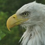 HM! She lacks HD's cere markings, has a much larger beak, darker head feather vanes, a flatter head (possibly due to her larger supraorbital ridge) and looks like Mom! H/T to Talon, Tulsa, Glogdog, Pyrmum, and Pelmomma.