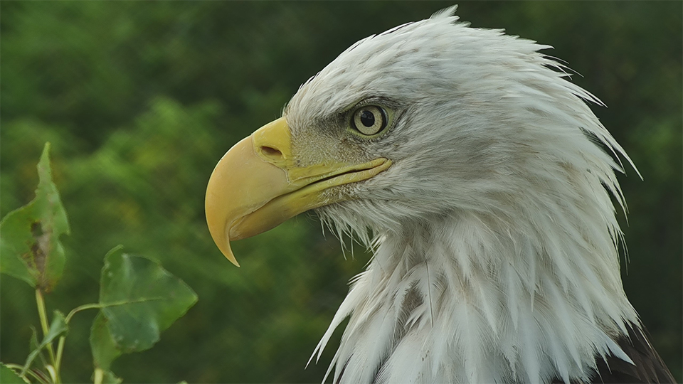 HM! She lacks HD's cere markings, has a much larger beak, darker head feather vanes, a flatter head (possibly due to her larger supraorbital ridge) and looks like Mom! H/T to Talon, Tulsa, Glogdog, Pyrmum, and Pelmomma.