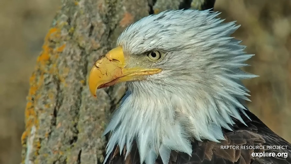 HM! Like Mom, Mrs. North, and DNF, she sometimes has bad hair days! Her darker feather veins and head spots are visible in this capture.