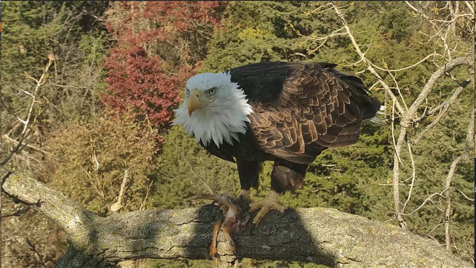 HM on a favorite perch. Her 'smoky eye' is less obvious than Mom's, but still visible. We can also see her larger beak! Note the squirrel in her right talon. Although both eagles show a preference for fish, north nest female eagle DNF is much more likely to bring mammals in than her mate. We'll see if the same is true here.