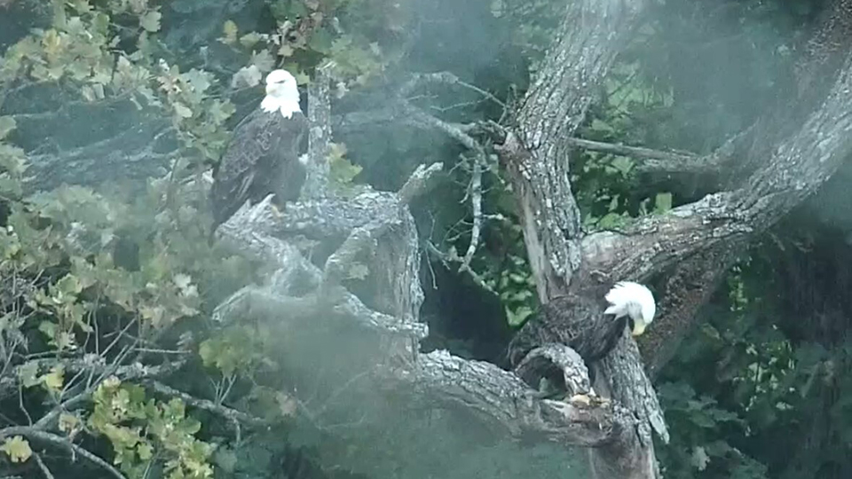 October 1, 2022: Mr. North and DNF across the pasture. We don't usually see them around much this time of the year, although Mr. North visited the nest to inspect our handiwork about four days after we left.