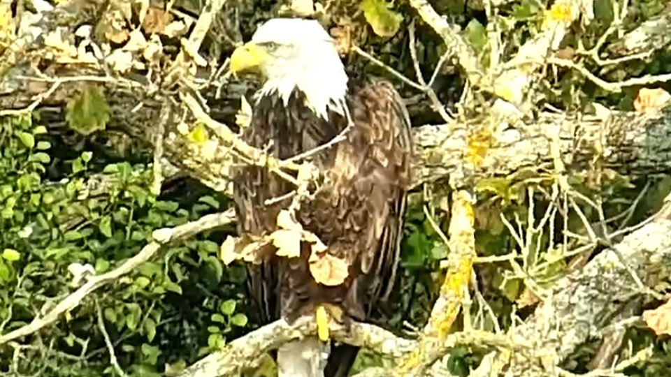 September 30, 2022: Another glimpse of someone through the trees. We were not able to positively ID this eagle.