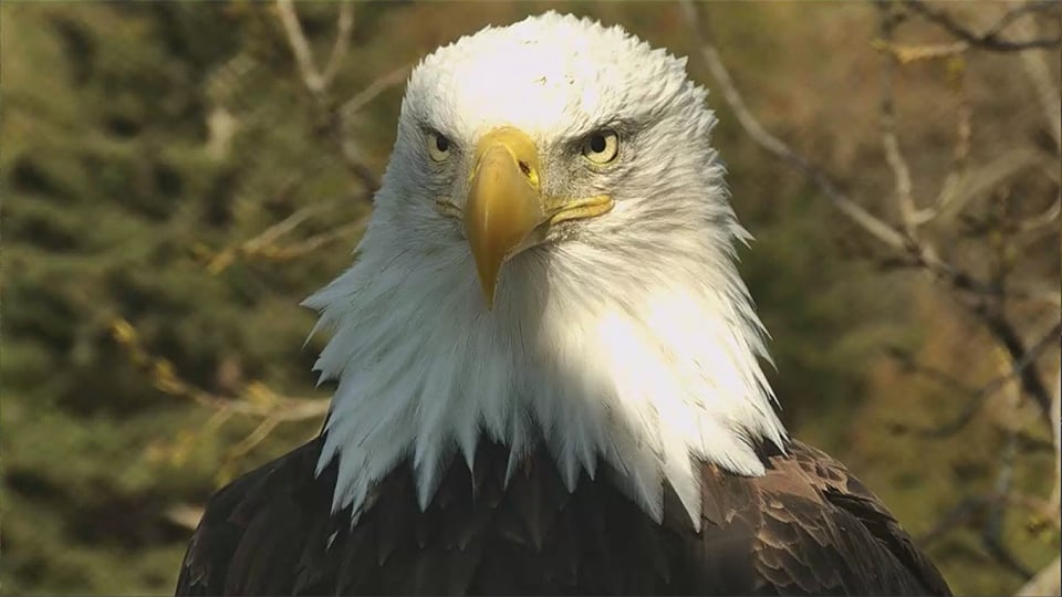 HD or HM? This eagle's head looks very white, but the uneven feather collar, lack of dark cere markings, and just visible smoky eye mark her as HM. H/T to Camop Spish!