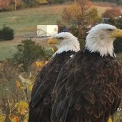 HD (left) and HM (right). HD stands for 'Hatchery Dad' and HM stands for 'Hatchery Mom'. We could change the nomenclature, but that is what we are using now. We can clearly see the ID cues mentioned in previous pictures: HD's smaller beak, guyliner, cere markings, and whiter head, and HM's larger beak, and flatter, darker head. She is also much larger and has a small circular mark on the right side of her face. Glogdog: "Since HM is larger, her folded flight feathers fold lower near her tail's end, and HD's flight feathers fold shorter near the tail tip." A fantastic ID tip for ID'ing them from behind!