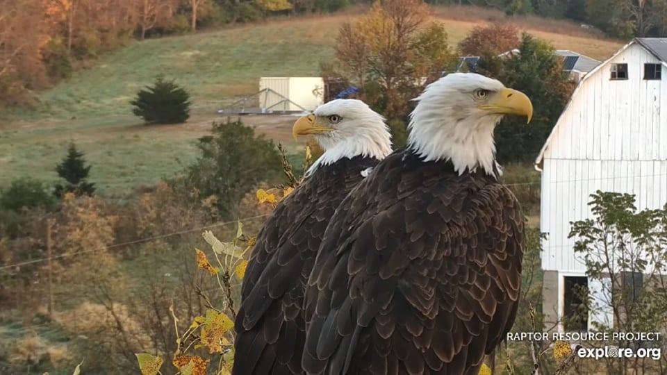 HD (left) and HM (right). HD stands for 'Hatchery Dad' and HM stands for 'Hatchery Mom'. We could change the nomenclature, but that is what we are using now. We can clearly see the ID cues mentioned in previous pictures: HD's smaller beak, guyliner, cere markings, and whiter head, and HM's larger beak, and flatter, darker head. She is also much larger and has a small circular mark on the right side of her face. Glogdog: "Since HM is larger, her folded flight feathers fold lower near her tail's end, and HD's flight feathers fold shorter near the tail tip." A fantastic ID tip for ID'ing them from behind!