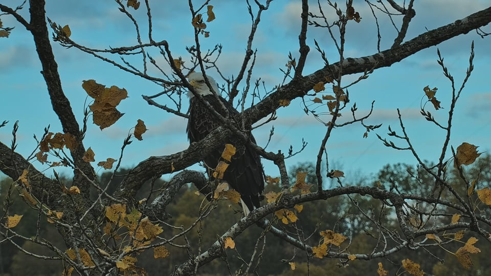 October 13, 2022: Magnificent HD waits to fish the hatchery pond.